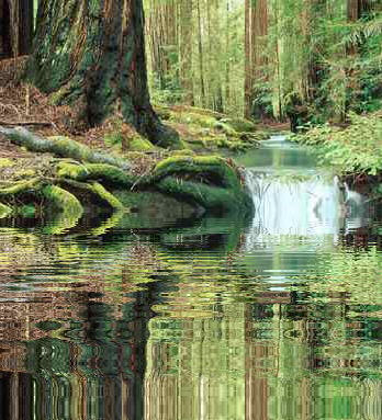 Waldsee