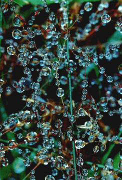 Wassertropfen