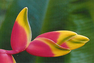 Paradiesblume
