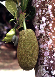 Durian am Baum