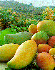 Mango