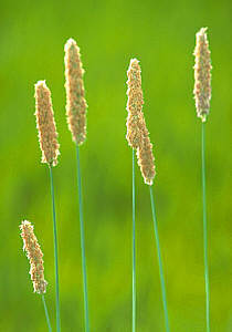 Gras-&Auml;hren
