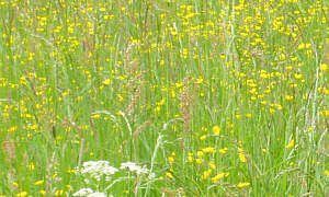 Blumenwiese