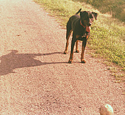 Rocky beim Ballspielen