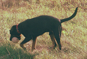 Rocky mit seinem Ball