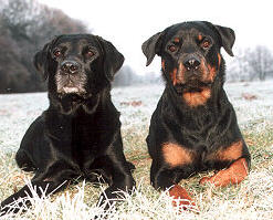 Rottweiler