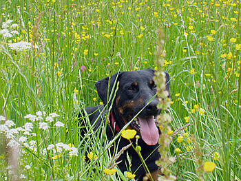 Rocky von Blumen umrahmt